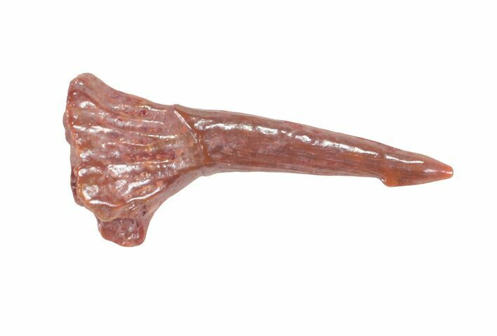 Cretaceous Giant Sawfish (Onchopristis) Rostral Barb #61599